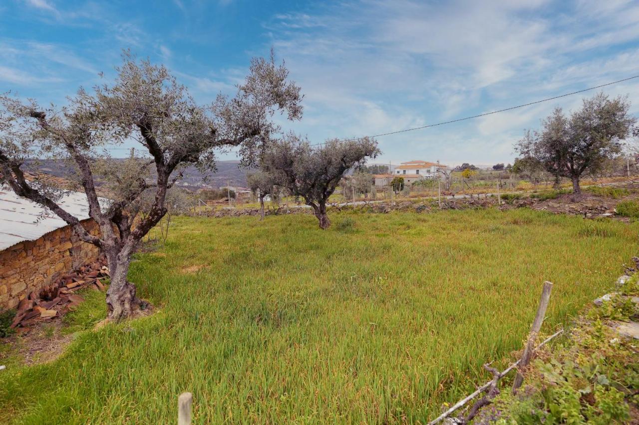 Pomar Das Oliveiras - Private Swimming Pool - Free Ev Chrg - Pet Friendly Carvalhal  Exterior photo